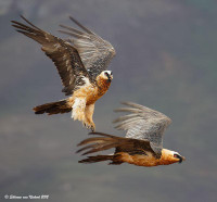 [Ảnh] Lạ lùng loài chim khổng lồ, có cả chòm râu dưới cằm và rất thích nuốt chửng xương