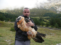 [Ảnh] Lạ lùng loài chim khổng lồ, có cả chòm râu dưới cằm và rất thích nuốt chửng xương