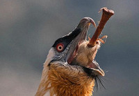 [Ảnh] Lạ lùng loài chim khổng lồ, có cả chòm râu dưới cằm và rất thích nuốt chửng xương