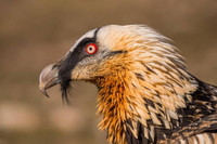 [Ảnh] Lạ lùng loài chim khổng lồ, có cả chòm râu dưới cằm và rất thích nuốt chửng xương