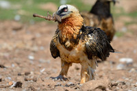 [Ảnh] Lạ lùng loài chim khổng lồ, có cả chòm râu dưới cằm và rất thích nuốt chửng xương