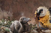 [Ảnh] Lạ lùng loài chim khổng lồ, có cả chòm râu dưới cằm và rất thích nuốt chửng xương