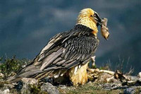 [Ảnh] Lạ lùng loài chim khổng lồ, có cả chòm râu dưới cằm và rất thích nuốt chửng xương