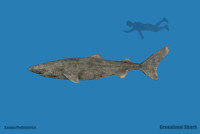 [Ảnh] Sâu thẳm dưới đáy đại dương là loại thuỷ quái cổ xưa, tuy mù loà nhưng tuổi cực thọ