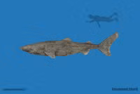 [Ảnh] Sâu thẳm dưới đáy đại dương là loại thuỷ quái cổ xưa, tuy mù loà nhưng tuổi cực thọ