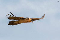 [Ảnh] Lạ lùng loài chim khổng lồ, có cả chòm râu dưới cằm và rất thích nuốt chửng xương