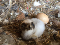 [Ảnh] Lạ lùng loài chim khổng lồ, có cả chòm râu dưới cằm và rất thích nuốt chửng xương