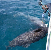 [Ảnh] Sâu thẳm dưới đáy đại dương là loại thuỷ quái cổ xưa, tuy mù loà nhưng tuổi cực thọ