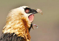 [Ảnh] Lạ lùng loài chim khổng lồ, có cả chòm râu dưới cằm và rất thích nuốt chửng xương