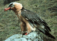 [Ảnh] Lạ lùng loài chim khổng lồ, có cả chòm râu dưới cằm và rất thích nuốt chửng xương