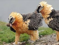 [Ảnh] Lạ lùng loài chim khổng lồ, có cả chòm râu dưới cằm và rất thích nuốt chửng xương