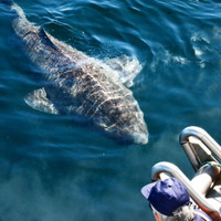 [Ảnh] Sâu thẳm dưới đáy đại dương là loại thuỷ quái cổ xưa, tuy mù loà nhưng tuổi cực thọ