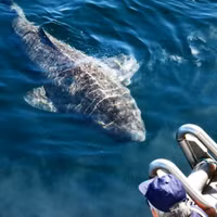 [Ảnh] Sâu thẳm dưới đáy đại dương là loại thuỷ quái cổ xưa, tuy mù loà nhưng tuổi cực thọ