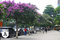 [ẢNH] Đường phố Hà Nội đẹp nao lòng trong sắc hoa bằng lăng 