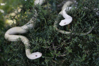 [ẢNH] Những động vật bị bạch tạng quý hiếm