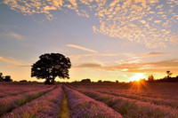 [ẢNH] ‘Tròn mắt’ trước tài năng của 5 nhiếp ảnh gia nhí nổi tiếng thế giới 