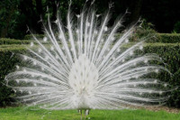 [ẢNH] Những động vật bị bạch tạng quý hiếm