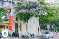 [ẢNH] Đường phố Hà Nội đẹp nao lòng trong sắc hoa bằng lăng 