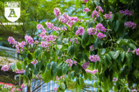 [ẢNH] Đường phố Hà Nội đẹp nao lòng trong sắc hoa bằng lăng 