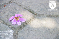 [ẢNH] Đường phố Hà Nội đẹp nao lòng trong sắc hoa bằng lăng 