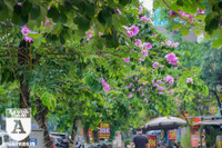 [ẢNH] Đường phố Hà Nội đẹp nao lòng trong sắc hoa bằng lăng 