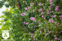 [ẢNH] Đường phố Hà Nội đẹp nao lòng trong sắc hoa bằng lăng 