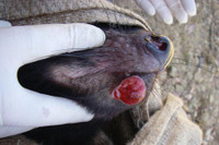 [ẢNH] Điều ít biết về quỷ Tasmania - sinh vật vừa chào đời ở lục địa Australia sau 3.000 năm biến mất