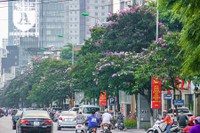 [ẢNH] Đường phố Hà Nội đẹp nao lòng trong sắc hoa bằng lăng 