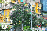 [ẢNH] Đường phố Hà Nội đẹp nao lòng trong sắc hoa bằng lăng 