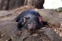 [ẢNH] Điều ít biết về quỷ Tasmania - sinh vật vừa chào đời ở lục địa Australia sau 3.000 năm biến mất