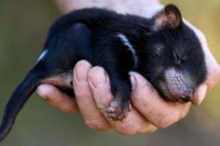 [ẢNH] Điều ít biết về quỷ Tasmania - sinh vật vừa chào đời ở lục địa Australia sau 3.000 năm biến mất