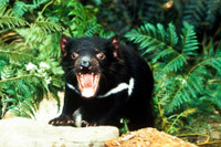 [ẢNH] Điều ít biết về quỷ Tasmania - sinh vật vừa chào đời ở lục địa Australia sau 3.000 năm biến mất