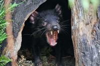 [ẢNH] Điều ít biết về quỷ Tasmania - sinh vật vừa chào đời ở lục địa Australia sau 3.000 năm biến mất