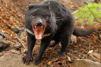 [ẢNH] Điều ít biết về quỷ Tasmania - sinh vật vừa chào đời ở lục địa Australia sau 3.000 năm biến mất