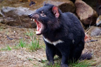 [ẢNH] Điều ít biết về quỷ Tasmania - sinh vật vừa chào đời ở lục địa Australia sau 3.000 năm biến mất