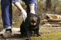 [ẢNH] Điều ít biết về quỷ Tasmania - sinh vật vừa chào đời ở lục địa Australia sau 3.000 năm biến mất