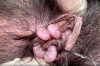 [ẢNH] Điều ít biết về quỷ Tasmania - sinh vật vừa chào đời ở lục địa Australia sau 3.000 năm biến mất