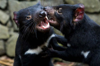 [ẢNH] Điều ít biết về quỷ Tasmania - sinh vật vừa chào đời ở lục địa Australia sau 3.000 năm biến mất