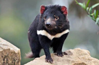 [ẢNH] Điều ít biết về quỷ Tasmania - sinh vật vừa chào đời ở lục địa Australia sau 3.000 năm biến mất