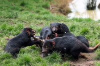 [ẢNH] Điều ít biết về quỷ Tasmania - sinh vật vừa chào đời ở lục địa Australia sau 3.000 năm biến mất