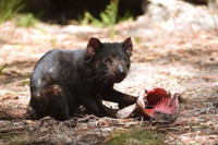 [ẢNH] Điều ít biết về quỷ Tasmania - sinh vật vừa chào đời ở lục địa Australia sau 3.000 năm biến mất