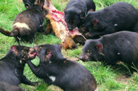 [ẢNH] Điều ít biết về quỷ Tasmania - sinh vật vừa chào đời ở lục địa Australia sau 3.000 năm biến mất