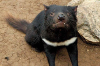 [ẢNH] Điều ít biết về quỷ Tasmania - sinh vật vừa chào đời ở lục địa Australia sau 3.000 năm biến mất