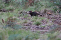 [ẢNH] Điều ít biết về quỷ Tasmania - sinh vật vừa chào đời ở lục địa Australia sau 3.000 năm biến mất