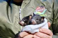 [ẢNH] Điều ít biết về quỷ Tasmania - sinh vật vừa chào đời ở lục địa Australia sau 3.000 năm biến mất