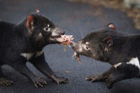 [ẢNH] Điều ít biết về quỷ Tasmania - sinh vật vừa chào đời ở lục địa Australia sau 3.000 năm biến mất