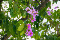 [ẢNH] Đường phố Hà Nội đẹp nao lòng trong sắc hoa bằng lăng 