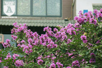 [ẢNH] Đường phố Hà Nội đẹp nao lòng trong sắc hoa bằng lăng 