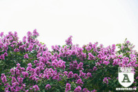 [ẢNH] Đường phố Hà Nội đẹp nao lòng trong sắc hoa bằng lăng 