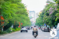 [ẢNH] Đường phố Hà Nội đẹp nao lòng trong sắc hoa bằng lăng 